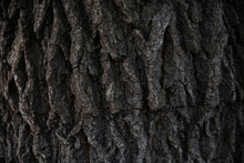 Macro Bark Tree Texture, Natural Wooden Background.