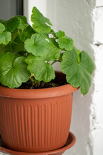 Green Leaves Of Geranium Houseplant In Terracotta Pot