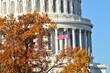 US Capitol in autumn foliage - Washington dc united states