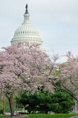 Wall Mural - US Capitol and cherry blossoms during springtime - Washington dc united states