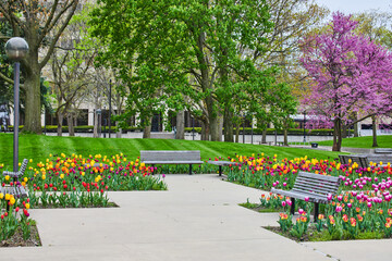 Poster - Indiana city park with benches surrounded by colorful spring tulip garden and cherry trees