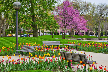 Sticker - Freimann Square park garden in Fort Wayne, Indiana with spring tulips and cherry tree