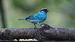 Golden-naped tanager (Tangara ruficervix) perched on a branch in Mindo, Ecuador