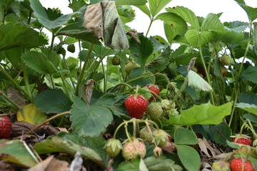 Sticker - Strawberries in a Garden