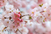 Blooming Cherry Blossom Tree Branch, Light Pink Cherry Blossom Sakura In Spring, Japanese Cherry