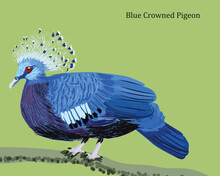 Blue Crowned Pigeon Illustration