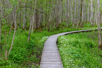 Wall Mural - Wooden pathway in the forest