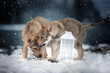 Cuccioli di cane lupo cecoslovacco che giocano nella neve