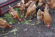 © Monica - Group of Chickens Pecking on a Farm