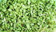 Heap of alfalfa sprouts background. Organic food and macrobiotic concept