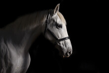 Low Key Studio Portrait Of Grey Horse On Black Background