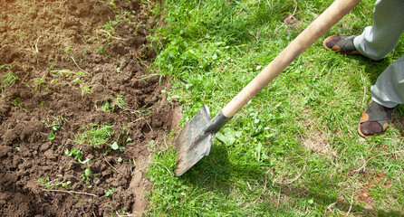 Farmer digs soil with shovel in garden.