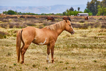 Large Light Brown Horse Resting In Field