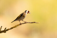 European Goldfinch In A Natural Water Point In Summer With The First Light Of The Day