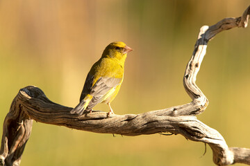 Male of European greenfinch with the first light of the morning in an oak forest