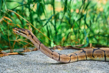 Royal Or Ball Python Snake Discovering Wildlife On Rock. 
 Selective Focus