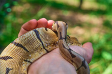 Selective Focus Python On Hand Looking At Other Side, Patterned Skin