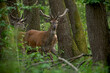 Stado jeleni ukryte w lesie