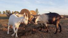 Mating Games Of Goats On The Farm. . High Quality Photo