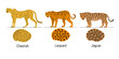 Cartoon big cats vector set. Illustration of jaguar, leopard, cheetah. Differences. Spots skin.