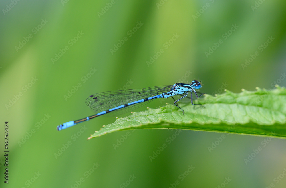 A male azure damselfly (Coenagrion puella) sitting on a green leaf ...
