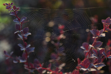 Wall Mural - spider web and red leaves on nature background