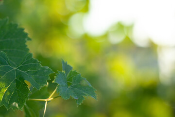 Wall Mural - grape leaves on summer blurred greenery background with bokeh and copy space