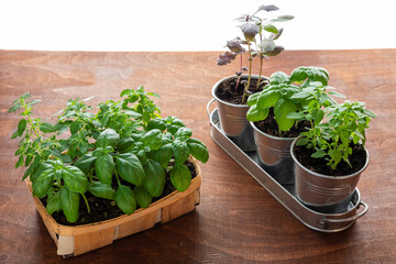 Different basil young plants cultivars. Home gardening own herbs.