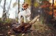 Small Jack Russell terrier dog in forest, standing on fallen tree, looking to side, closeup detail