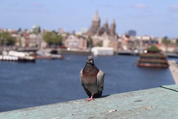 Wall Mural - Pigeon on the bridge in Amsterdam 