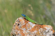 Male Green Lizard (Lacerta Viridis) On A Stone Close-up