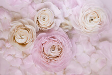 One Pink And Three White Ranunculus Flowers