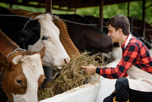 Young Man Farmer In An Apron Is Feeding His Cows With Hay On His Cow Farm.
