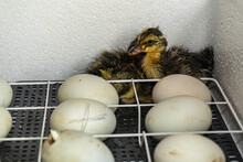 First-born Chicks Of Geese In An Incubator. The First Chicks Are Goslings Hatched In An Incubator.