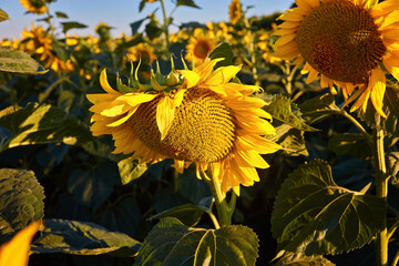 Wall Mural - Big, bright yellow sunflower fields in bloom