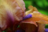 Fototapeta  - kosaciec niski Gingerbread Man Iris barbata nana