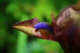 Fototapeta  - kosaciec niski Gingerbread Man Iris barbata nana