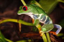 Red Eyed Tree Frog Climbs On The Plant Mast