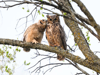 Wall Mural - Great Horned Owl female and owlet  resting in tree and kissing in spring, portrait