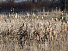 American Bittern Hiding In The Reeds
