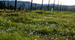 Tiny wild daisies in long grass in spring bloom between rows of grapevines in an Oregon vineyard.
