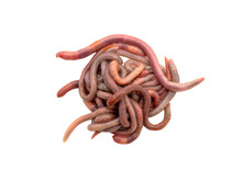 A Lot Of Earthworms Close-up Isolated On A White Background. Worm For Fishing, Live Bait, Earthworm Dendrobaena Veneta