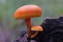 Close Up Of Toad Stools Growing On Rotting Log
