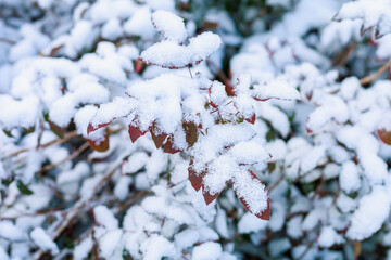 Wall Mural - Snow covers branches with leaves. Seasonal background with copy space