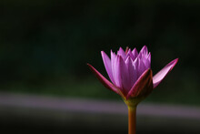 Pink Lotus Flower In Bloom