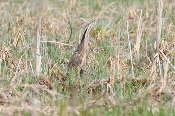 Wall Mural - American Bittern bird standing in marsh with stretched neck