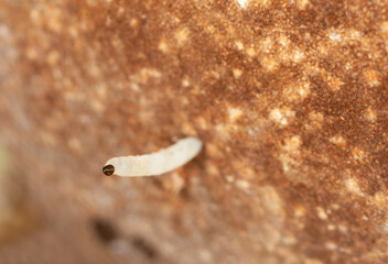 Wall Mural - Insect larva on polypore, extreme closeup with high magnification