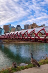 Wall Mural - Geese By The Peace Bridge And River