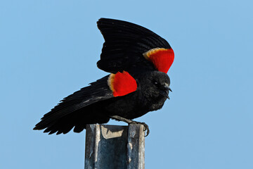 Wall Mural - A Red-winged Blackbird Standing on Fence Post