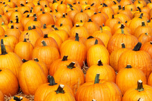 Pumpkins For Sale At A Local Farmers Market